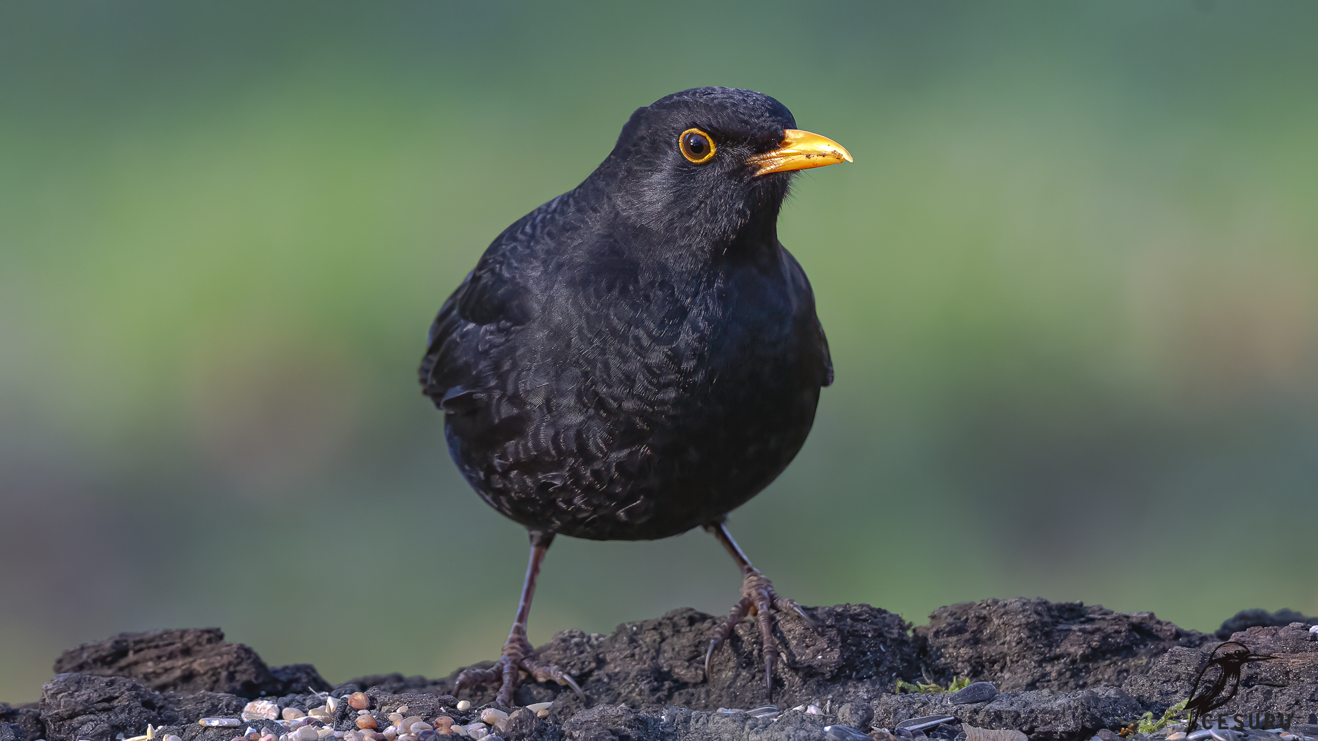 Eurasian Blackbird